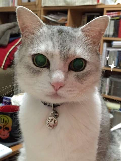 【画像】白くて丸くて可愛いもの
