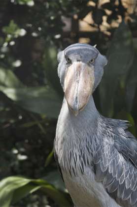 動物園が好きな方！