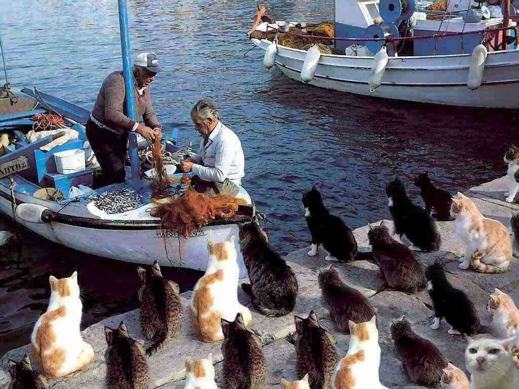 平和な人が集まるトピ