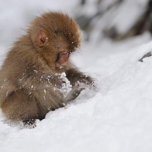 平和な人が集まるトピ