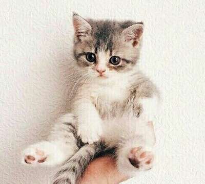 平和な人が集まるトピ