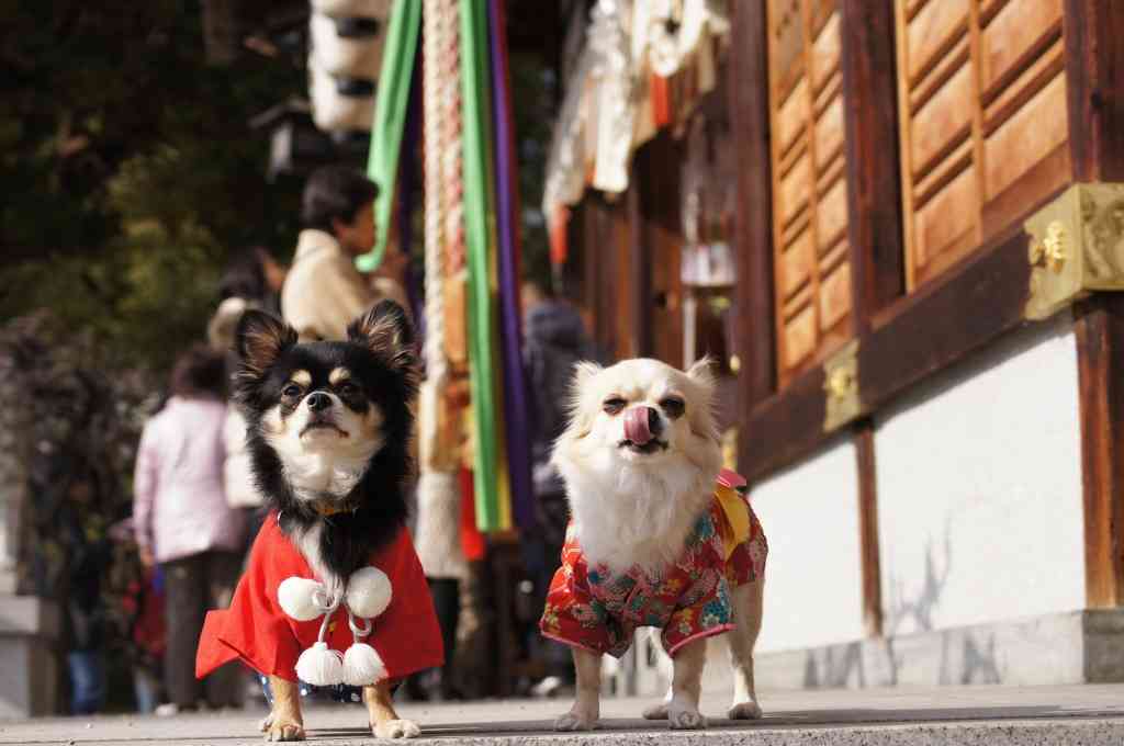 初詣に犬連れてくる人