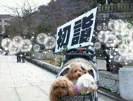 初詣に犬連れてくる人