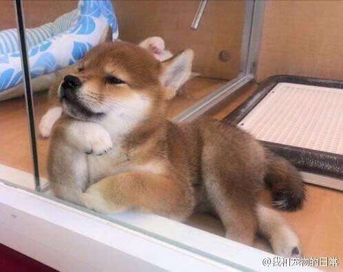 初詣に犬連れてくる人
