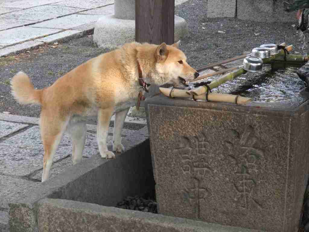 初詣に犬連れてくる人