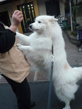 初詣に犬連れてくる人
