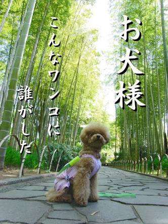 初詣に犬連れてくる人