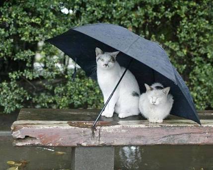 雨女、雨男身近にいますか？