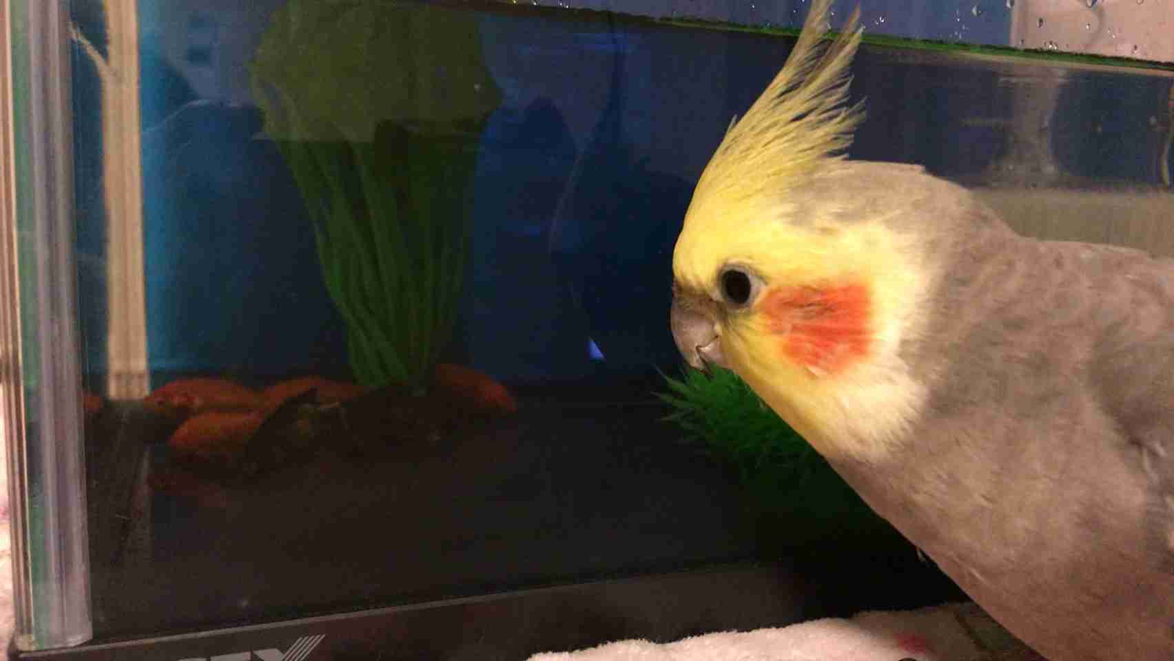 鳥の写真が集まるトピ