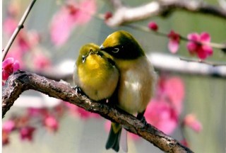 鳥の写真が集まるトピ