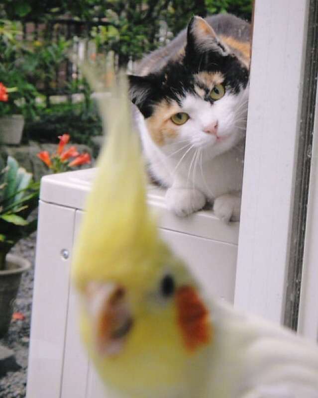 鳥の写真が集まるトピ