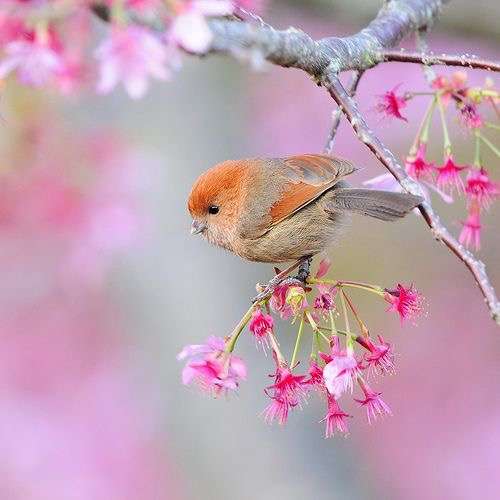 鳥の写真が集まるトピ