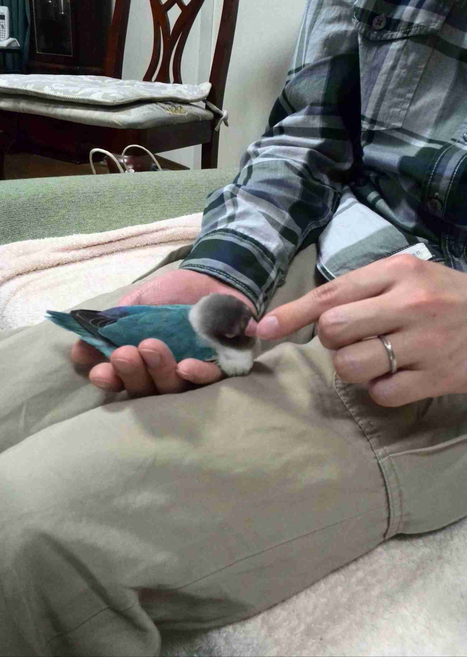 鳥の写真が集まるトピ