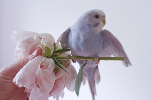 鳥の写真が集まるトピ