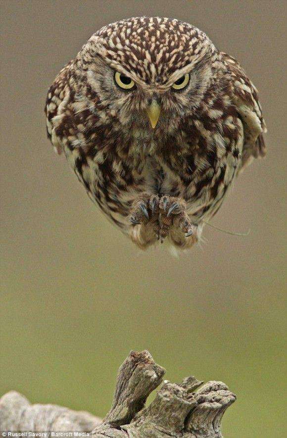 鳥の写真が集まるトピ