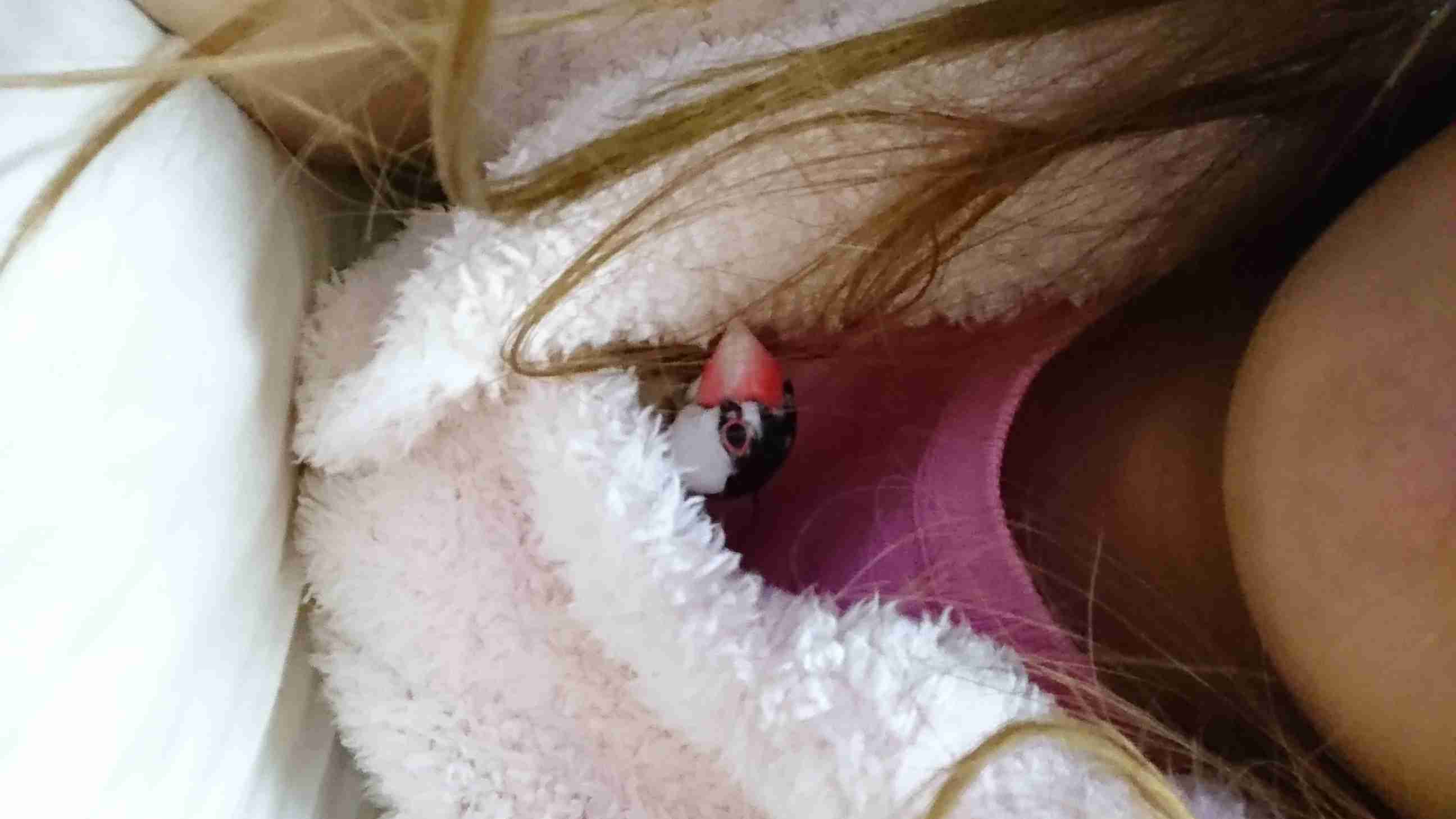 鳥の写真が集まるトピ