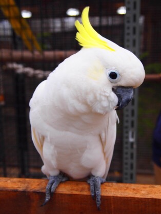 鳥の写真が集まるトピ
