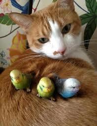 鳥の写真が集まるトピ