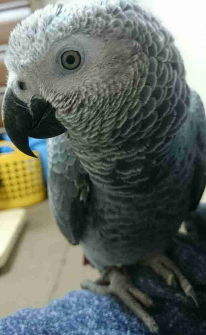 鳥の写真が集まるトピ