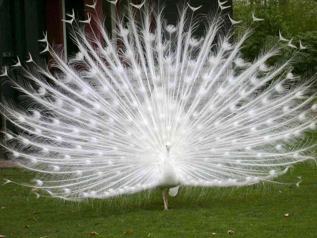 鳥の写真が集まるトピ