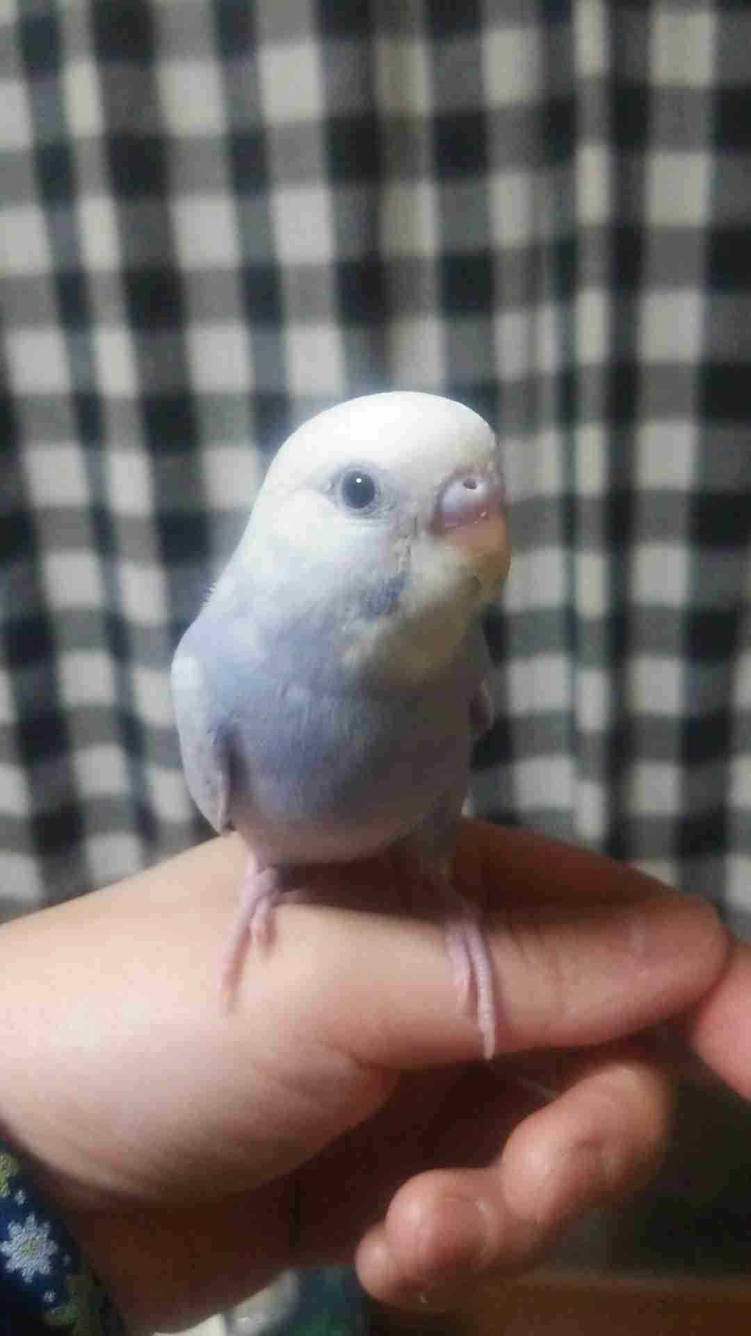 鳥の写真が集まるトピ