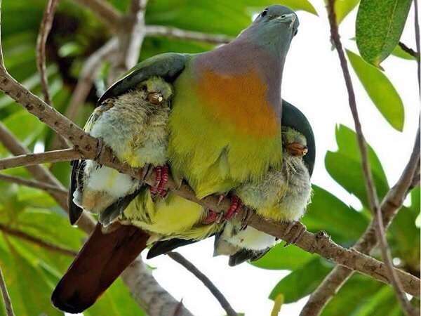 鳥の写真が集まるトピ
