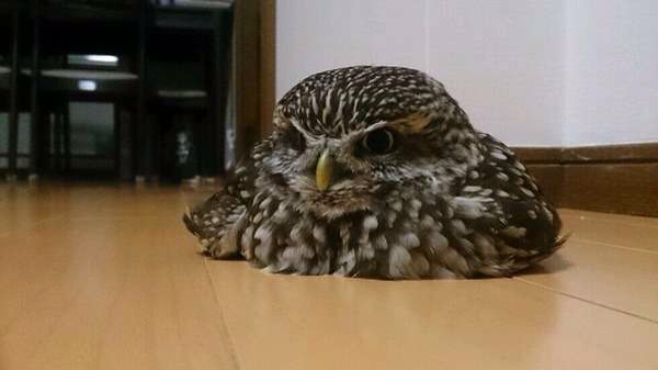 鳥の写真が集まるトピ
