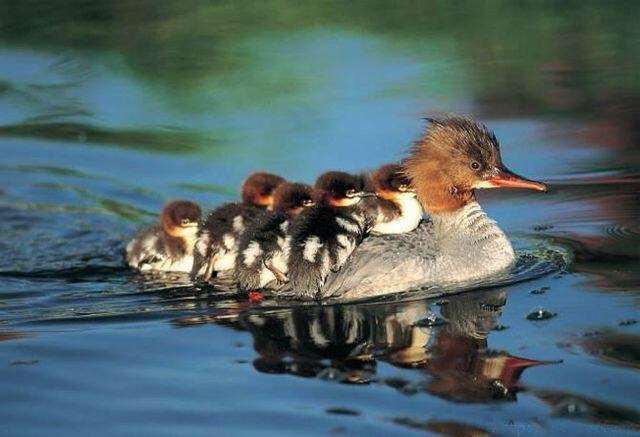 鳥の写真が集まるトピ