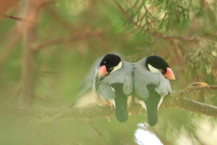 鳥の写真が集まるトピ