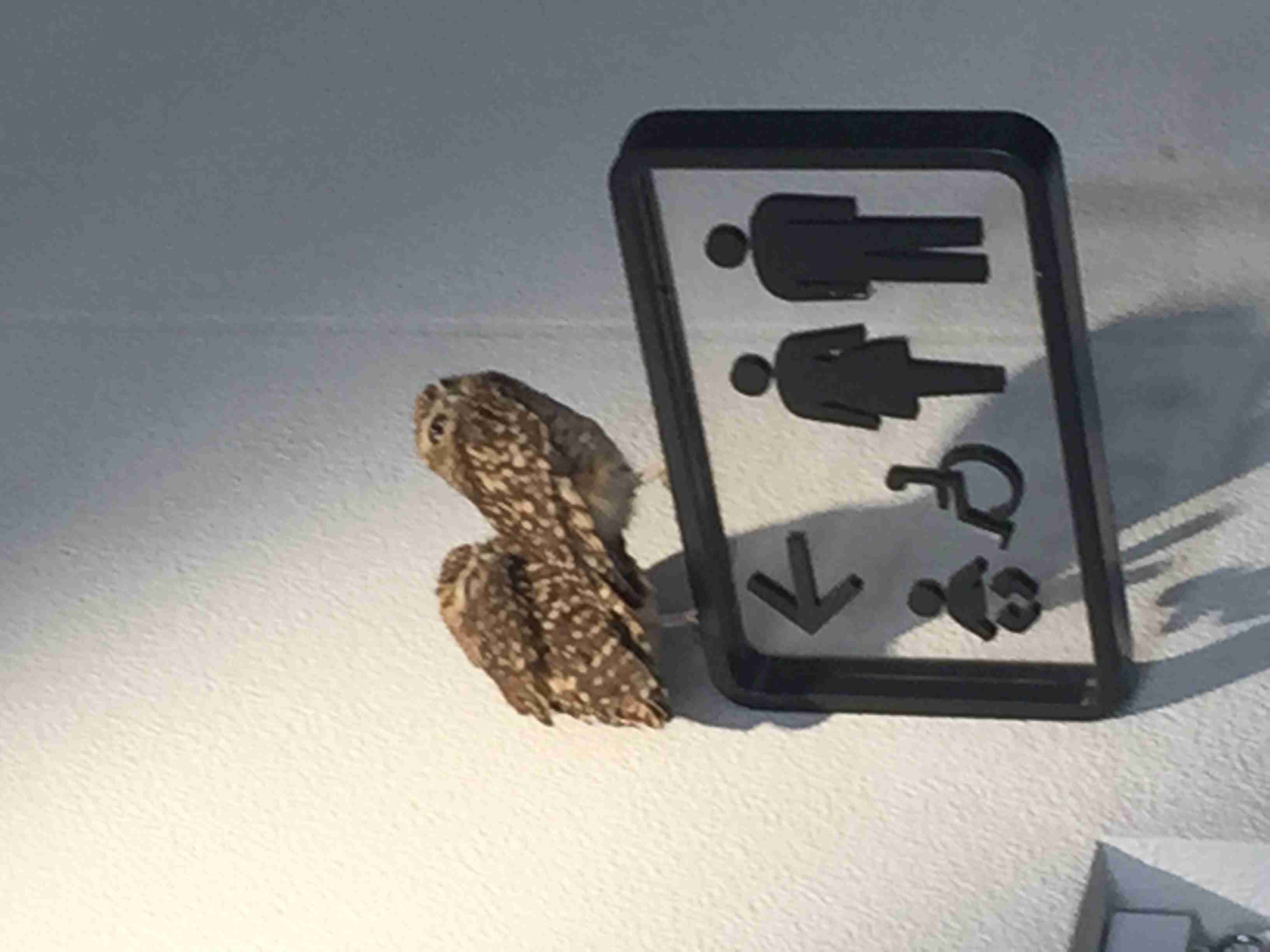 鳥の写真が集まるトピ