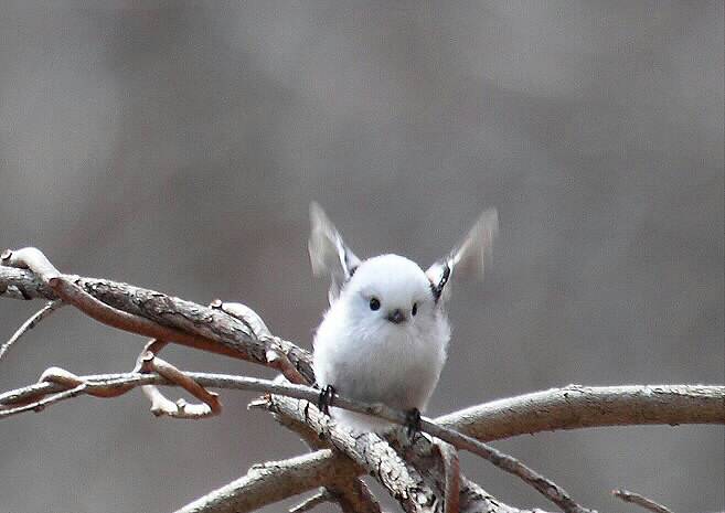 鳥の写真が集まるトピ