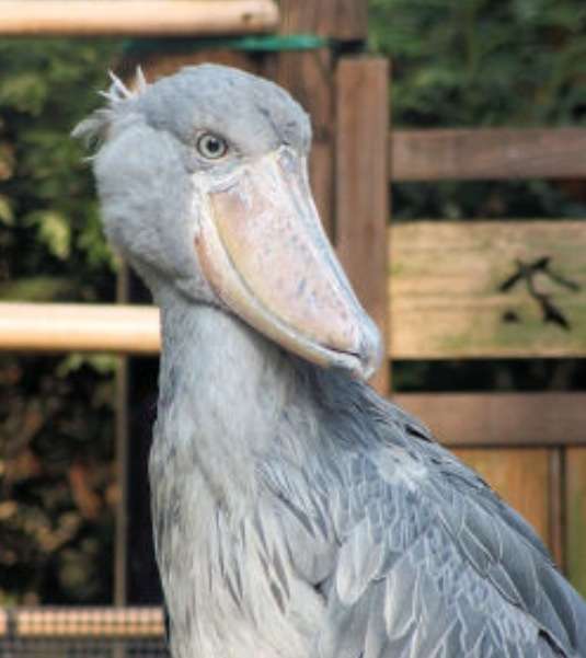鳥の写真が集まるトピ