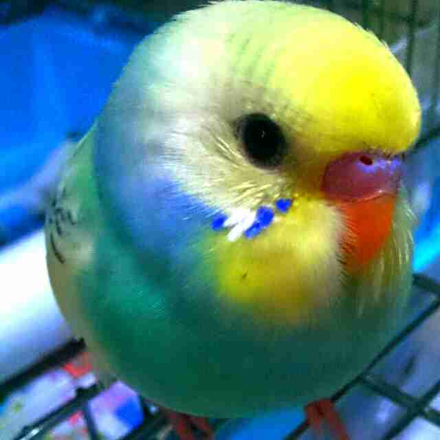 鳥の写真が集まるトピ