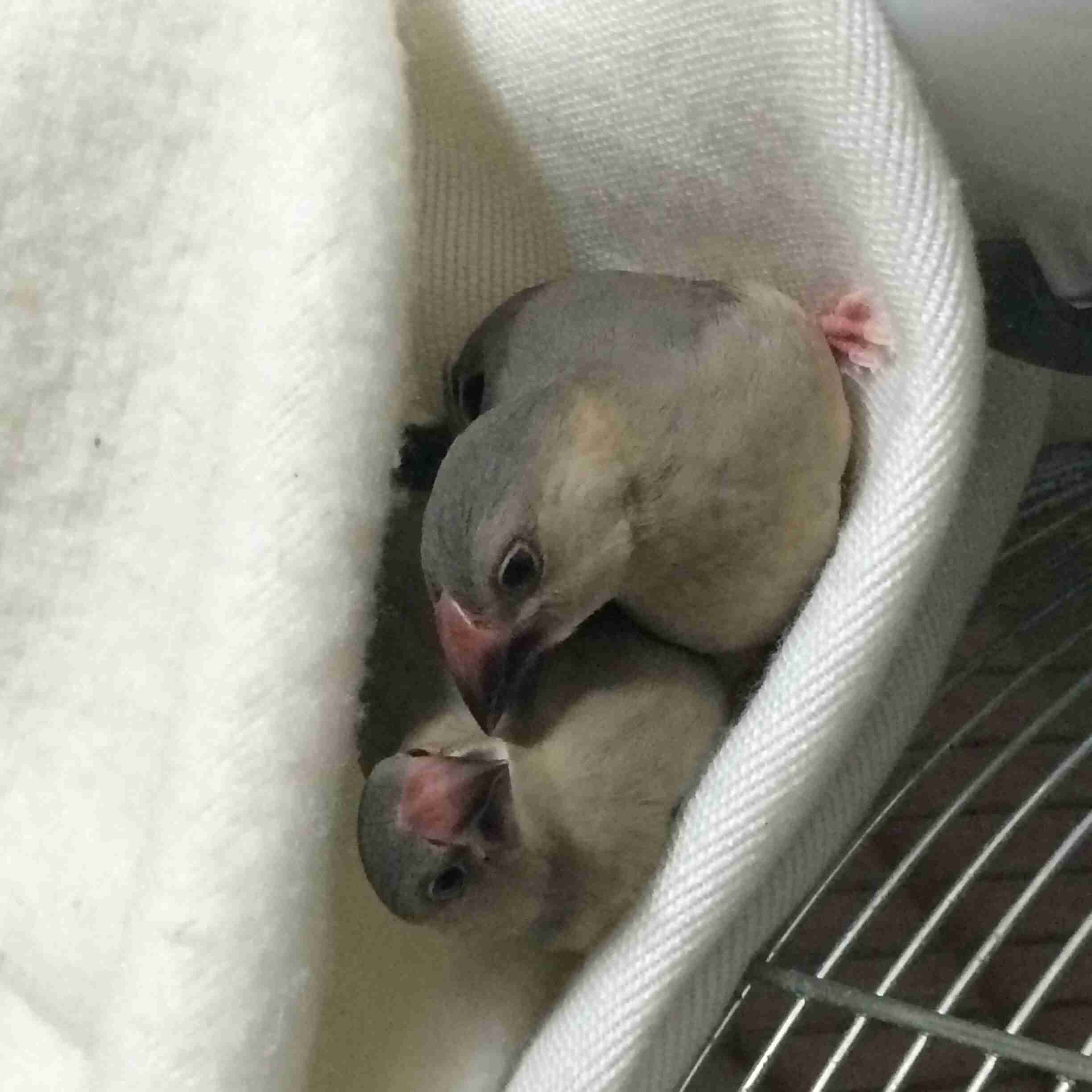 鳥の写真が集まるトピ