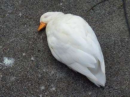 鳥の写真が集まるトピ