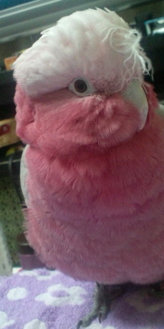 鳥の写真が集まるトピ