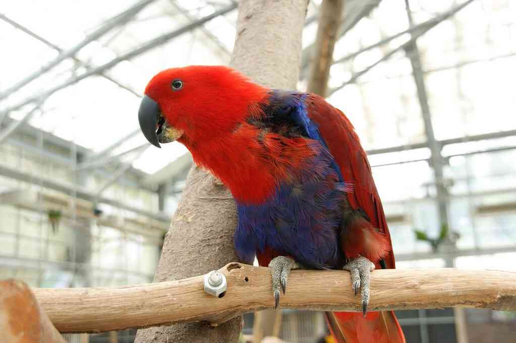 鳥の写真が集まるトピ