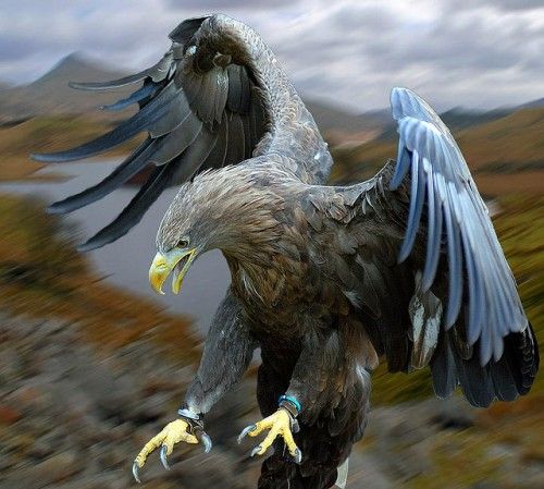 鳥の写真が集まるトピ