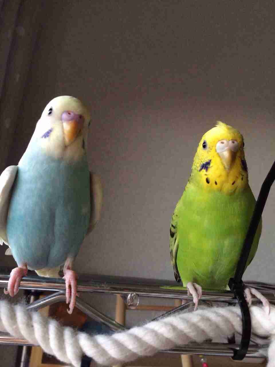 鳥の写真が集まるトピ