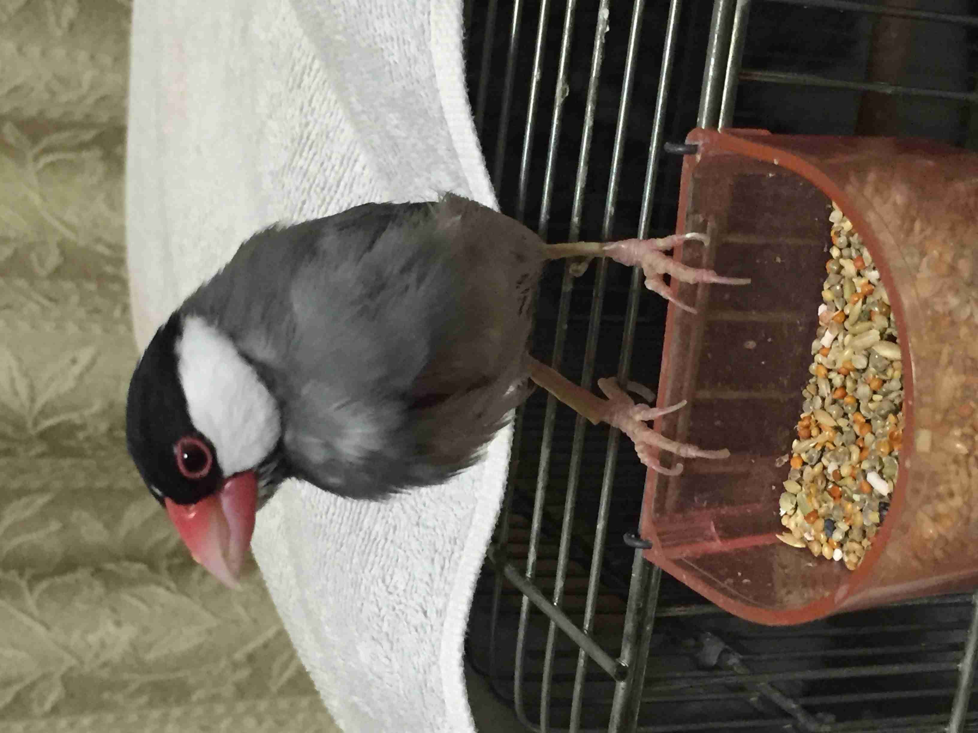 鳥の写真が集まるトピ