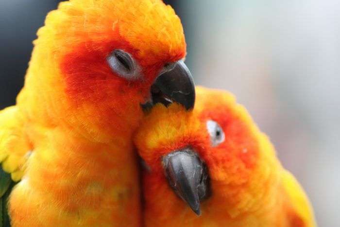 鳥の写真が集まるトピ