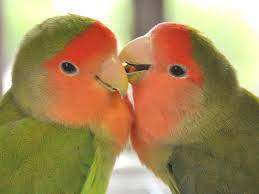 鳥の写真が集まるトピ