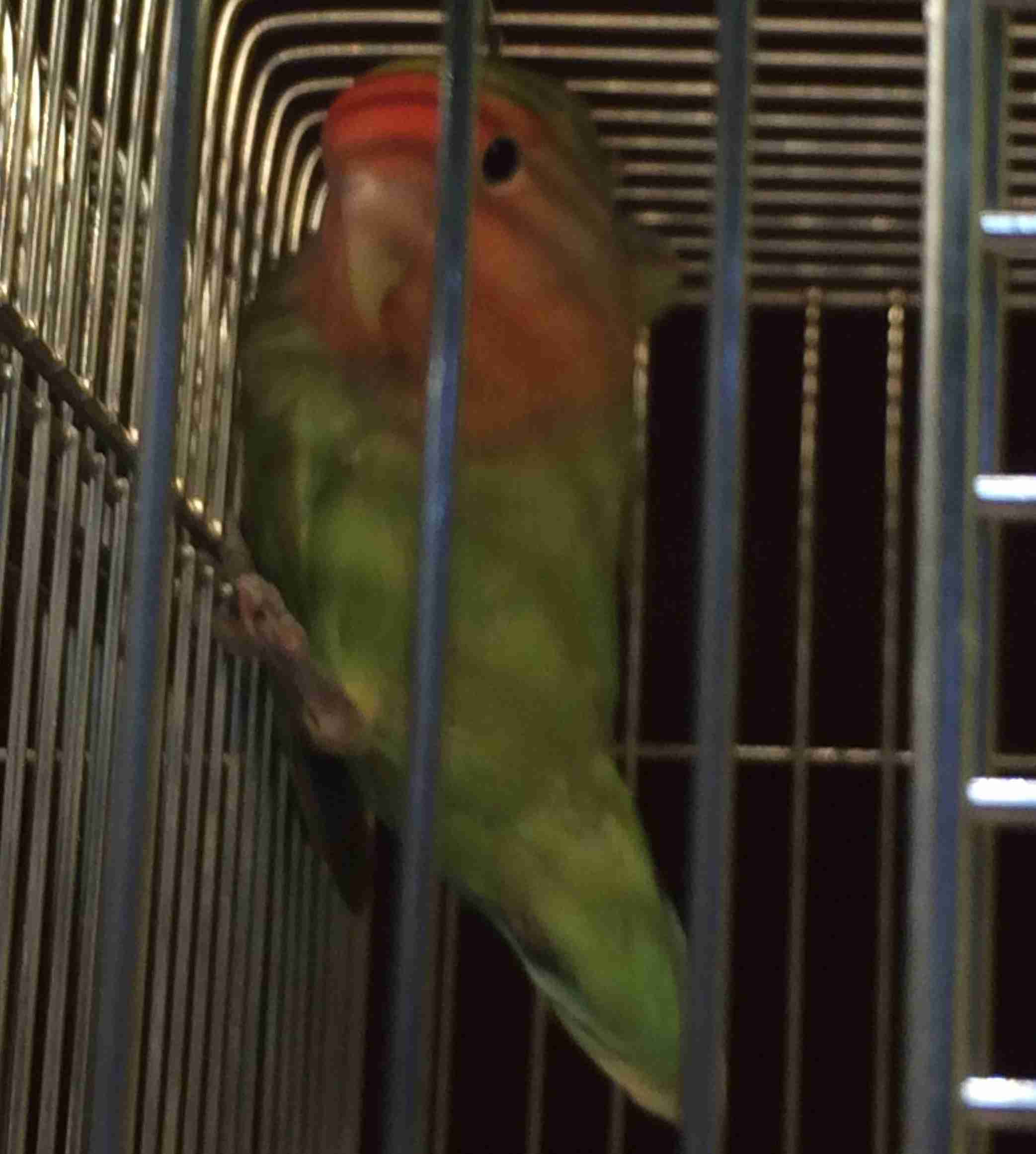 鳥の写真が集まるトピ