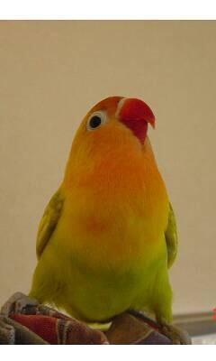 鳥の写真が集まるトピ
