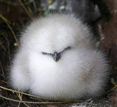 鳥の写真が集まるトピ