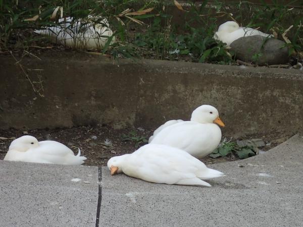 鳥の写真が集まるトピ