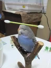 鳥の写真が集まるトピ