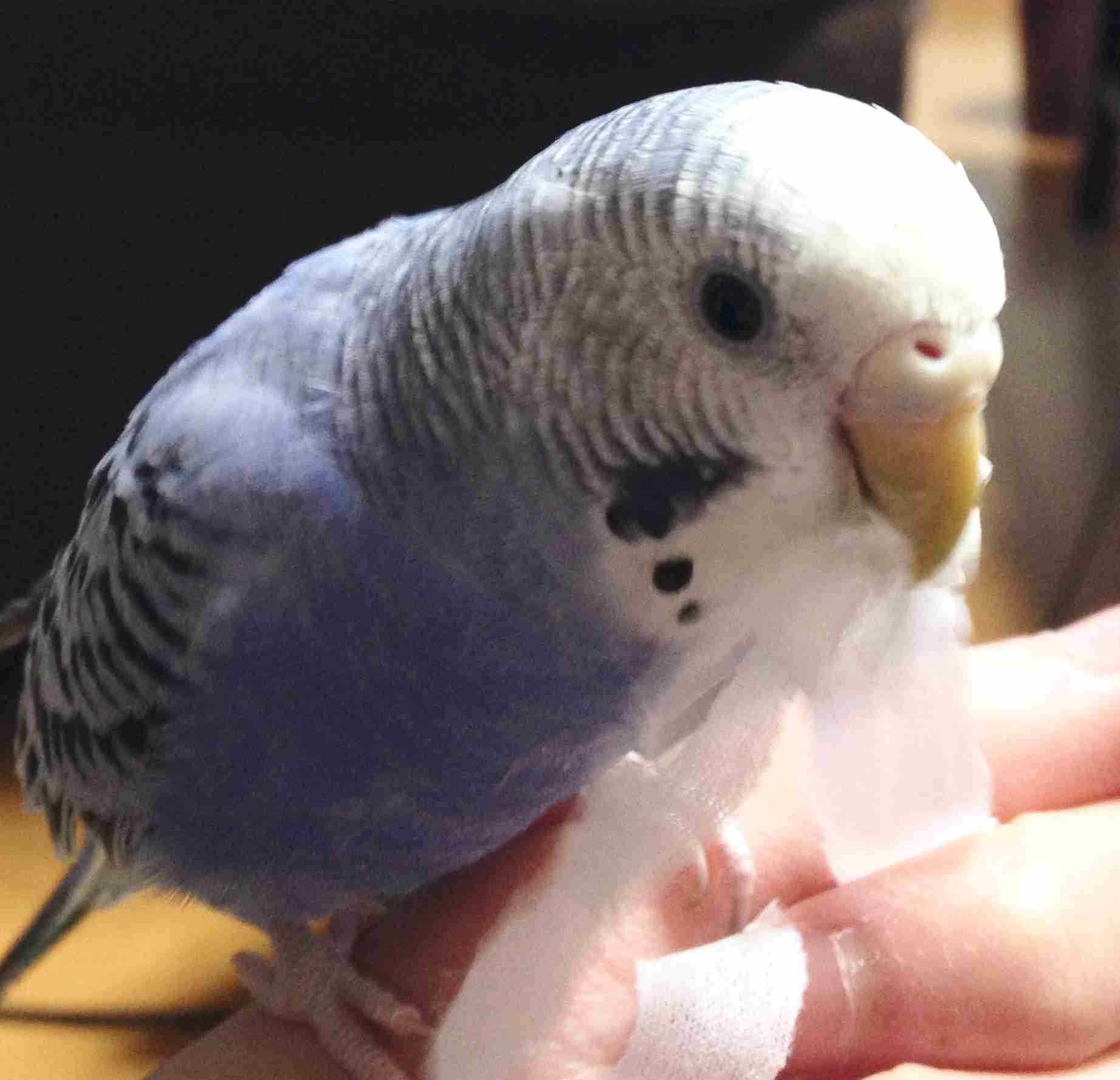 鳥の写真が集まるトピ