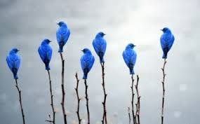 鳥の写真が集まるトピ