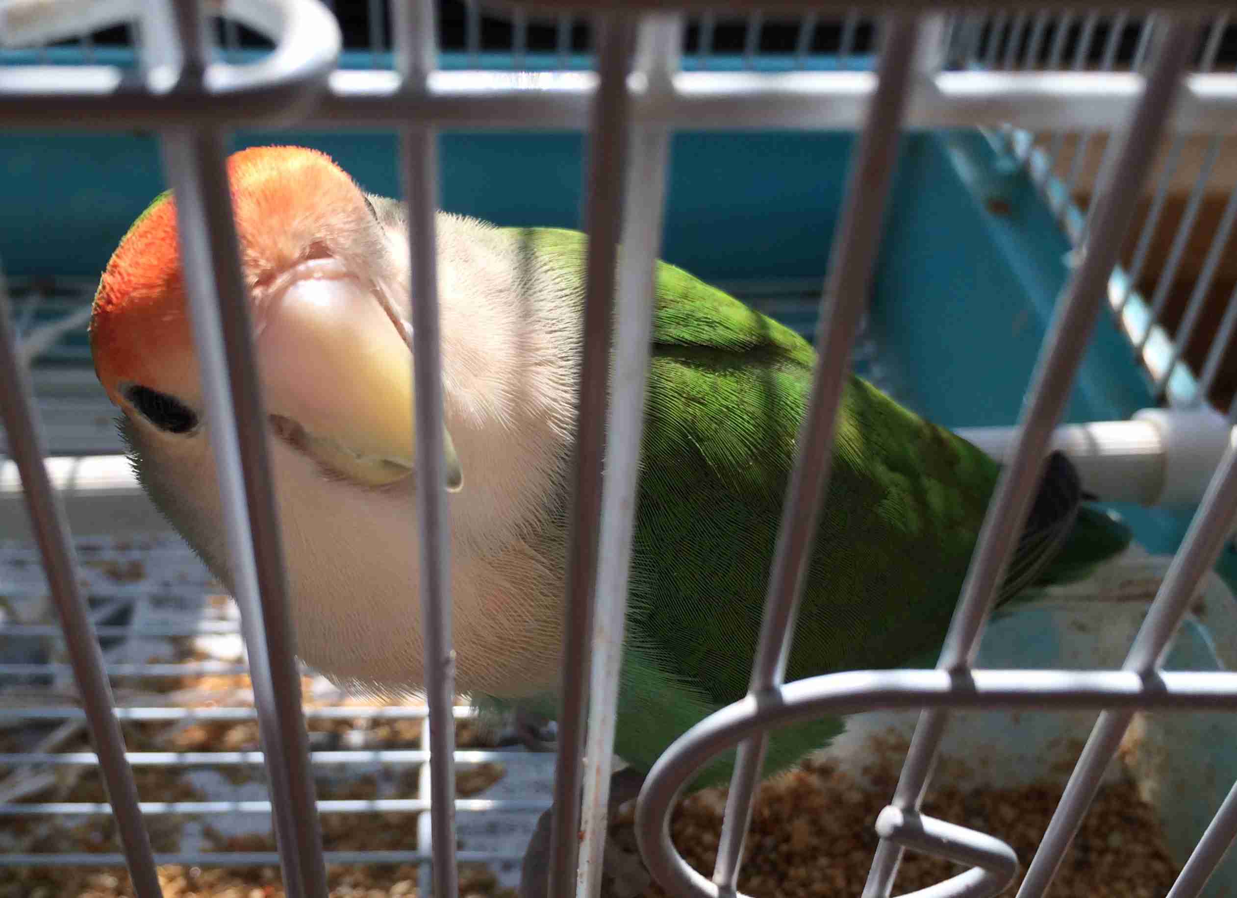 鳥の写真が集まるトピ